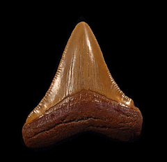Colorful Otodus Chubutensis tooth from No. Carolina for sale | Buried Treasure Fossils