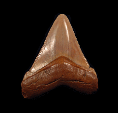 Colorful Atlantic ocean Otodus Chubutensis tooth for sale | Buried Treasure Fossils