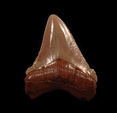 Atlantic ocean Otodus Chubutensis tooth for sale | Buried Treasure Fossils