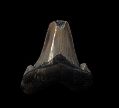 Coastal No. Carolina Auriculatus tooth for sale | Buried Treasure Fossils