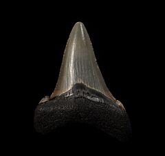 Coastal No. Carolina Auriculatus tooth for sale | Buried Treasure Fossils