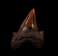 Meherrin River Auriculatus shark tooth for sale | Buried Treasure Fossils