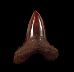 No. Carolina red site Auriculatus tooth for sale | Buried Treasure Fossils