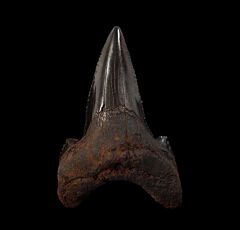 Copper-red Auriculatus shark tooth for sale | Buried Treasure Fossils