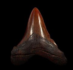 Copper-red Angustidens shark tooth for sale | Buried Treasure Fossils