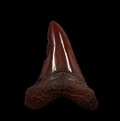 Copper-red Angustidens shark tooth for sale | Buried Treasure Fossils