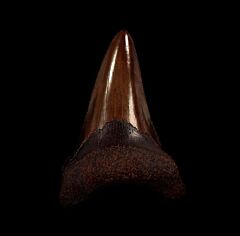Copper-red Angustidens shark tooth for sale | Buried Treasure Fossils