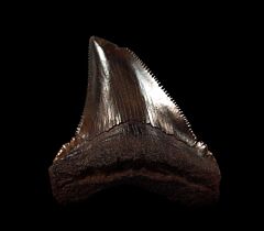 Copper-red Angustidens shark tooth for sale | Buried Treasure Fossils