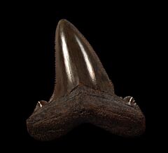Copper-red Angustidens shark tooth for sale | Buried Treasure Fossils