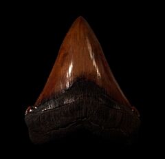 No. Carolina red site Angustidens tooth for sale | Buried Treasure Fossils