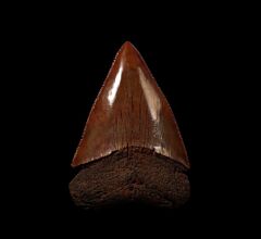 Red site Great White shark tooth for sale | Buried Treasure Fossils