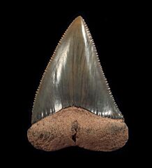 Carcharodon carcharias   