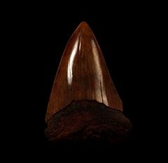 Red site Carcharodon carcharias  tooth for sale | Buried Treasure Fossils