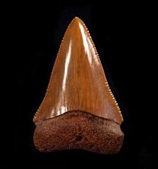 Carcharodon carcharias    
