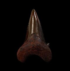 Real Meherrin River Otudus aksuaticus tooth for sale | Buried Treasure Fossils