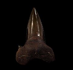 NC Auriculatus tooth for sale | Buried Treasure Fossils