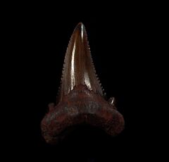 No. Carolina red Auriculatus tooth for sale | Buried Treasure Fossils