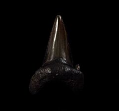 NC Otodus auriculatus tooth for sale | Buried Treasure Fossils