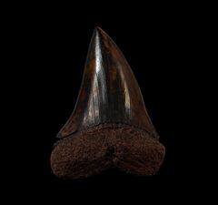 Meherrin River Isurus hastalis tooth for sale | Buried Treasure Fossils