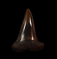 Copper red site Mako tooth for sale | Buried Treasure Fossils