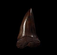 No. Carolina Big-tooth Mako tooth for sale | Buried Treasure Fossils