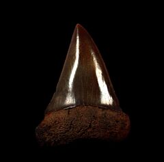 No. Carolina Carcharodon hastalis tooth for sale | Buried Treasure Fossils