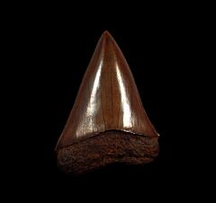 Meherrin River Carcharodon hastalis tooth for sale | Buried Treasure Fossils