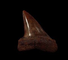 Copper red site Carcharodon hastalis tooth for sale | Buried Treasure Fossils
