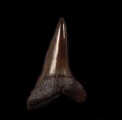 Big No. Carolina Isurus retroflexus shark teeth for sale | Buried Treasure Fossils