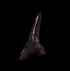 Copper-red Hemipristis serra shark tooth for sale | Buried Treasure Fossils