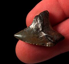 Red site Serrated Giant Thresher shark tooth for sale | Buried Treasure Fossils
