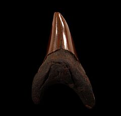 Red site Parodotus benedeni tooth for sale |Buried Treasure Fossils