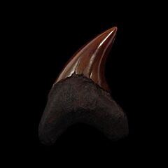Meherrin River Parodotus Benedeni tooth for sale |Buried Treasure Fossils
