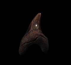 NC Red site Parodotus benedeni tooth for sale |Buried Treasure Fossils
