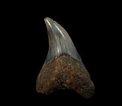 No. Carolina ocean Parodotus benedeni tooth for sale |Buried Treasure Fossils