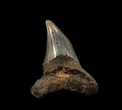 Inexpensive No. Carolina Parodotus benedeni tooth for sale |Buried Treasure Fossils