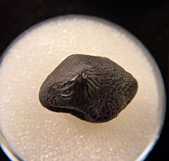 Ptychodus mortoni                                  