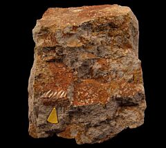 Oregon Heptranchias tooth for sale |Buried Treasure Fossils