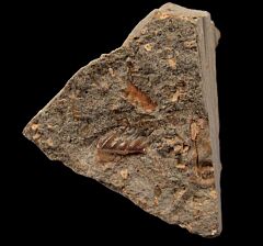 Rare Oregon Heptranchias tooth for sale |Buried Treasure Fossils
