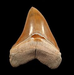 Carcharocles megalodon   