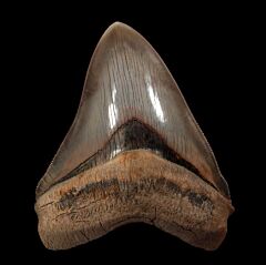 GEM Peruvian Megalodon Tooth for Sale | Buried Treasure Fossils