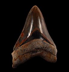 Real Peruvian Megalodon Tooth for Sale | Buried Treasure Fossils