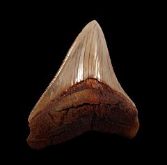 Rare Peruvian Megalodon Tooth for Sale | Buried Treasure Fossils