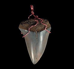High Quality Great White shark tooth necklace for sale | Buried Treasure Fossils