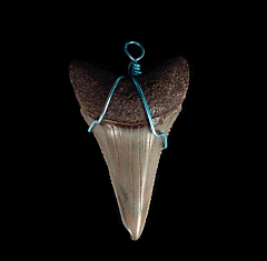 Brown Great White shark necklace for sale | Buried Treasure Fossils