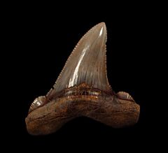 Very rare, large Auriculatus tooth for sale | Buried Treasure Fossils
