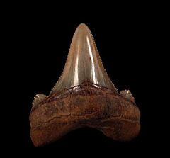 Very rare, large Auriculatus tooth for sale | Buried Treasure Fossils