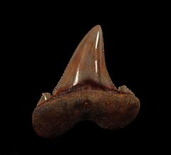 Real Peruvian Otodus auriculatus tooth for sale | Buried Treasure Fossils