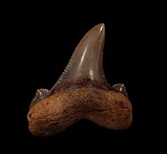 Very rare, large Auriculatus tooth for sale | Buried Treasure Fossils