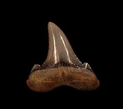 Rare Auriculatus tooth from Peru | Buried Treasure Fossils
